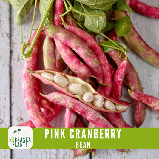 Pink Cranberry Bean Seeds - Nebraska Seeds