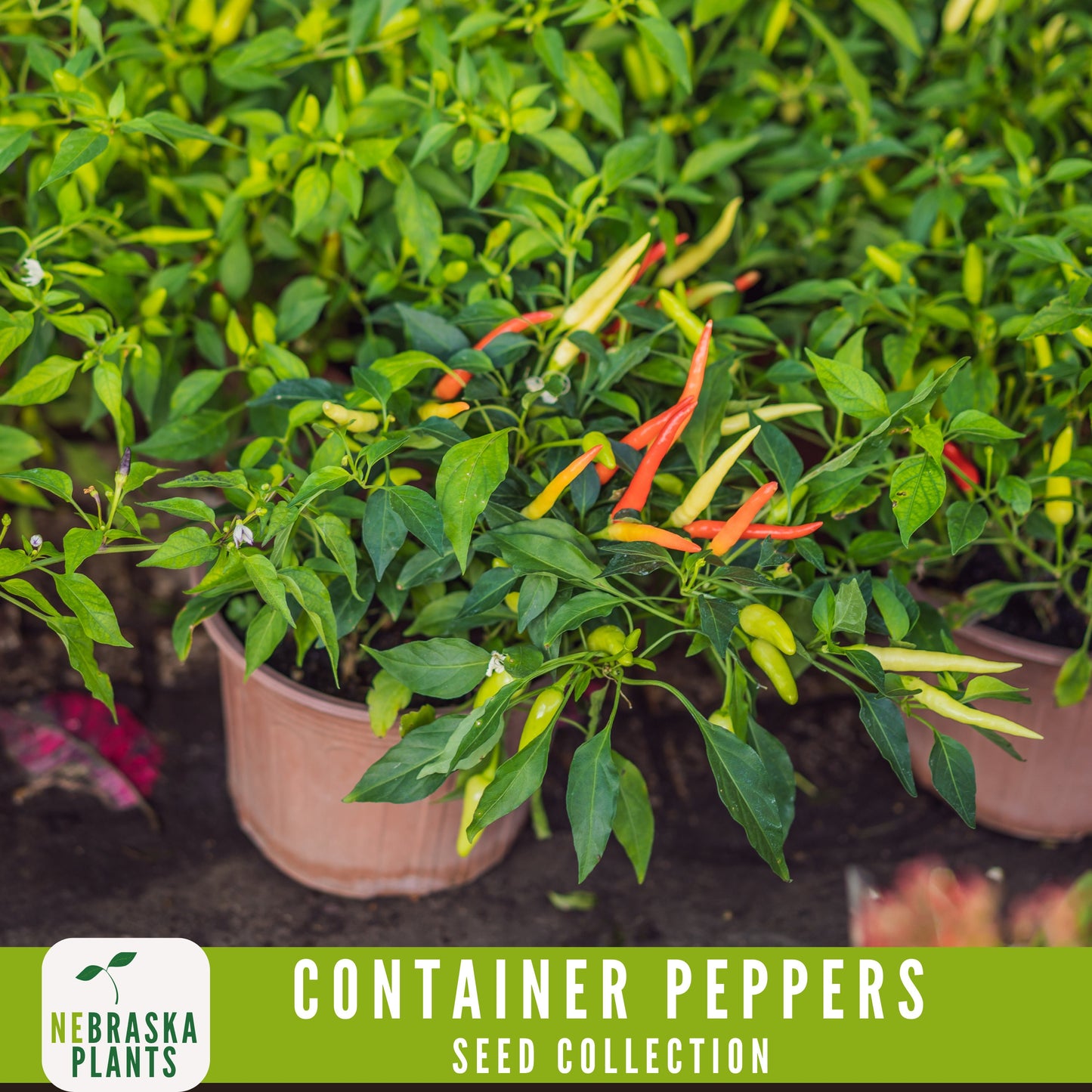 Container Peppers Seed Collection - Nebraska Seeds