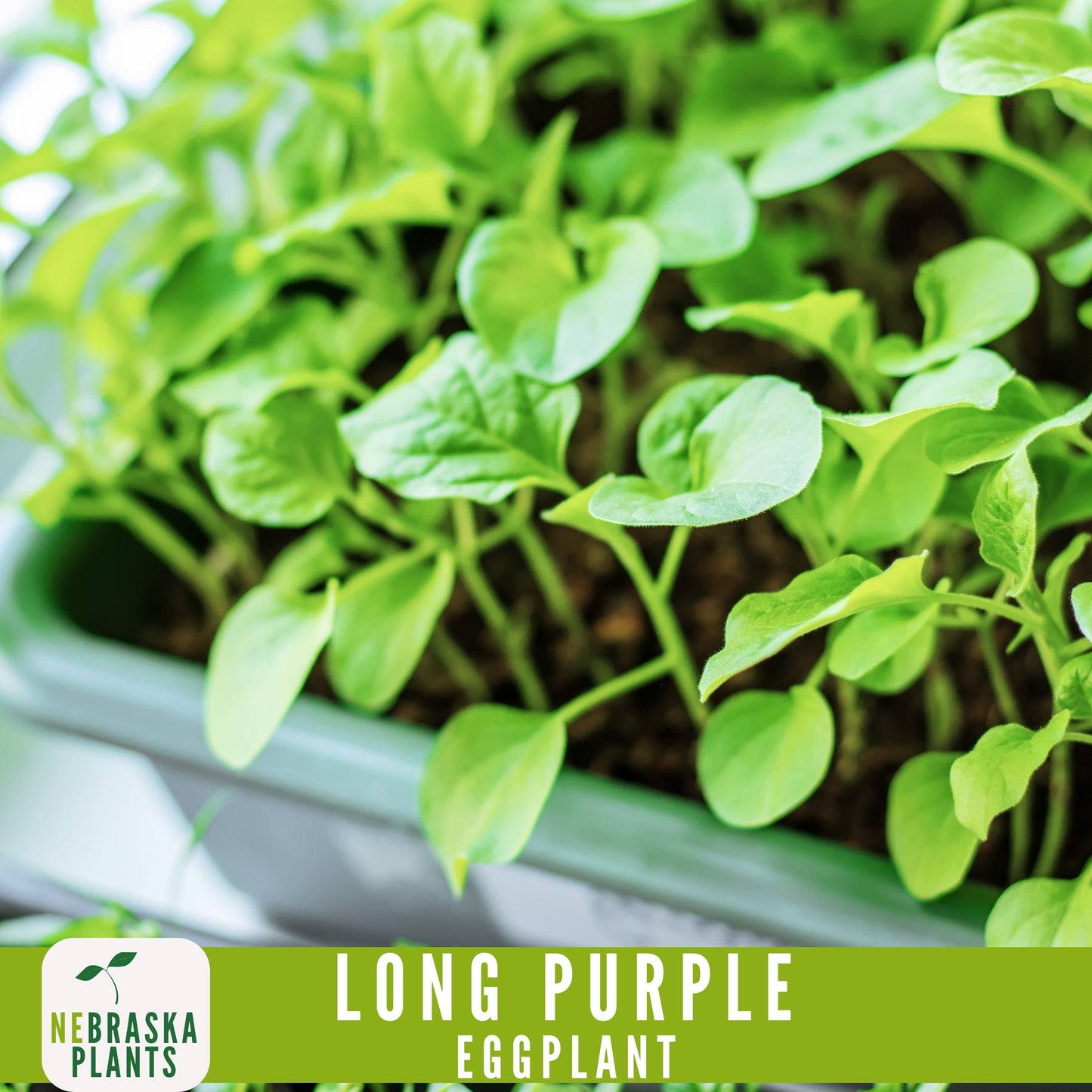 Long Purple Eggplant Seeds - Nebraska Seeds