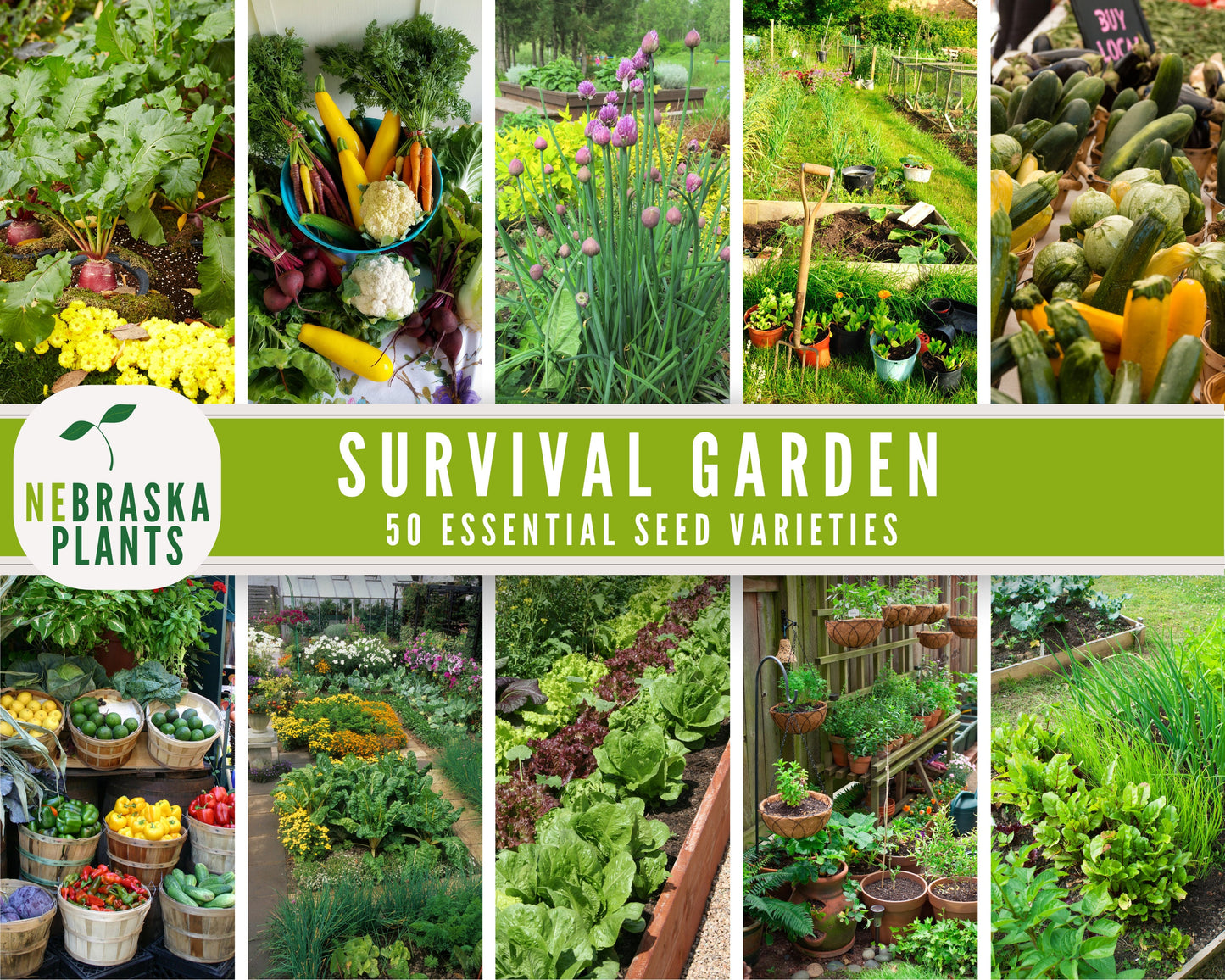 Survival Garden - 50 Varieties of Vegetable and Herb Seeds - Seed Vault Storage Seeds - Seed Bank Essential Collection - Nebraska Seeds