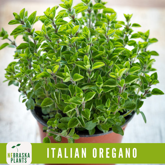 Italian Oregano Seeds - Nebraska Seeds