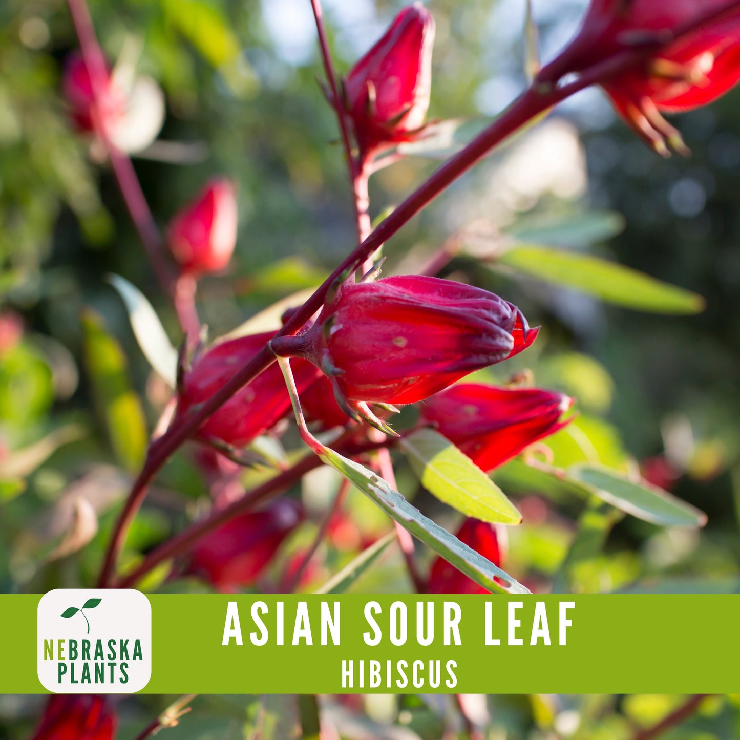 Asian Sour Leaf Hibiscus (Roselle) Seeds - Nebraska Seeds
