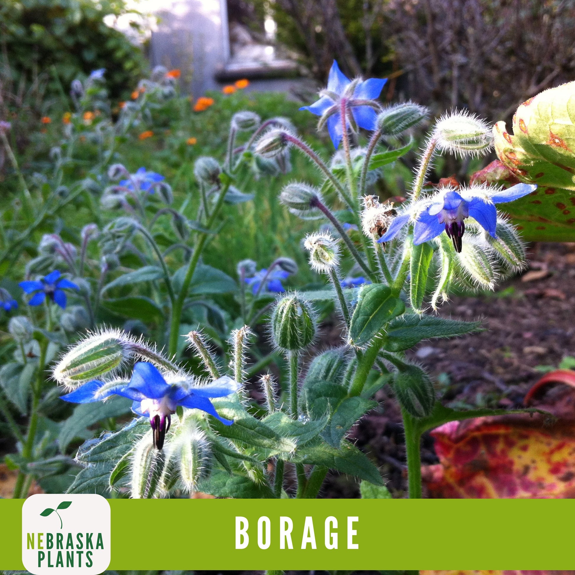 Borage Seeds - Nebraska Seeds