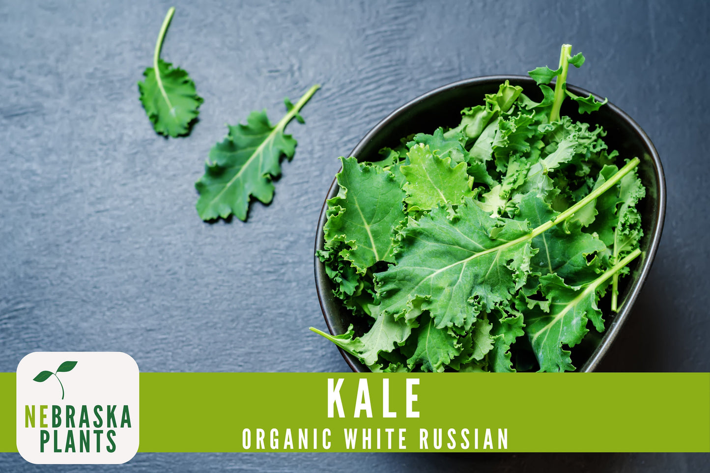 Organic White Russian Kale Seeds - Nebraska Seeds