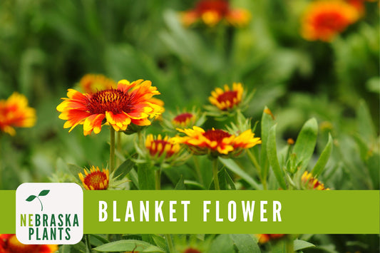 Gaillardia Blanket Flower Seeds - Nebraska Seeds