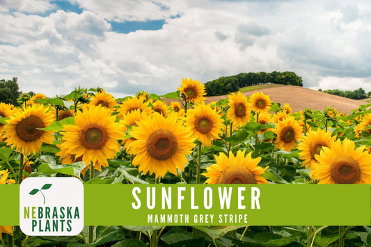 Sunflower Seeds - Mammoth Grey Striped Heirloom Sunflower Seeds - Nebraska Seeds