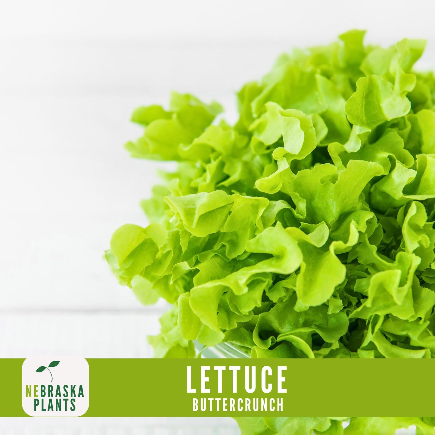 Buttercrunch Lettuce Seeds - Nebraska Seeds