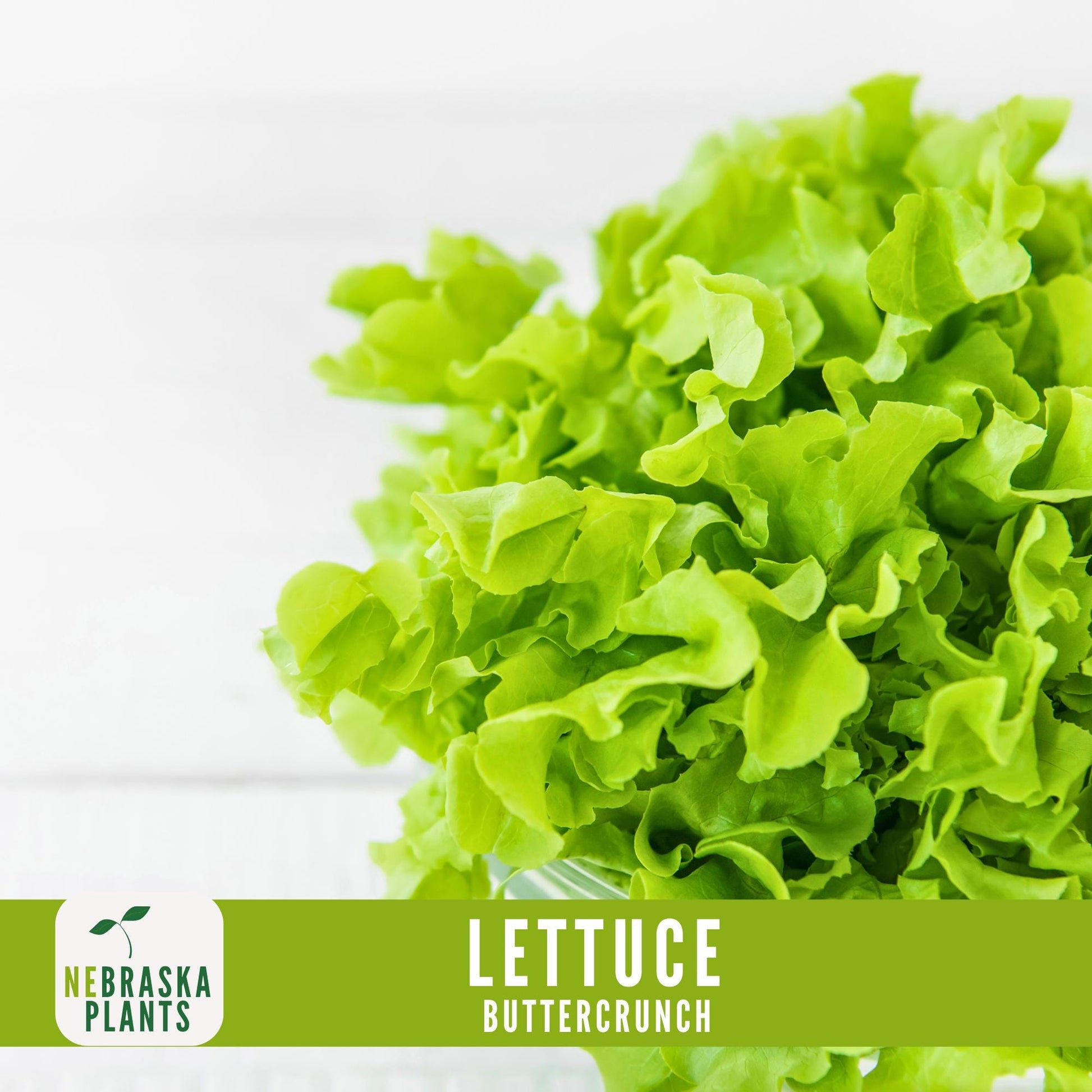 Buttercrunch Lettuce Seeds - Nebraska Seeds
