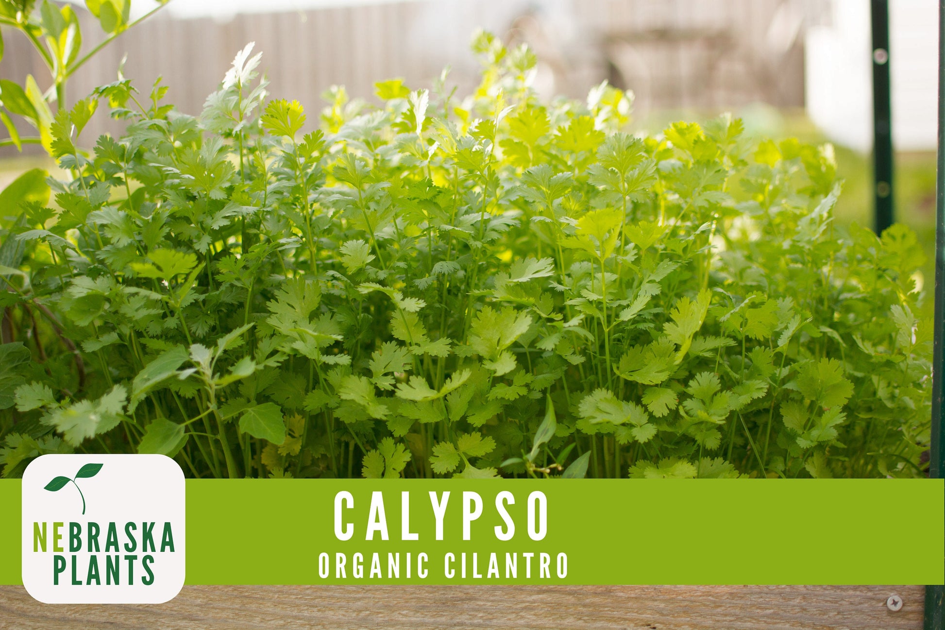 Organic Calypso Slow Bold Cilantro Seeds - Nebraska Seeds