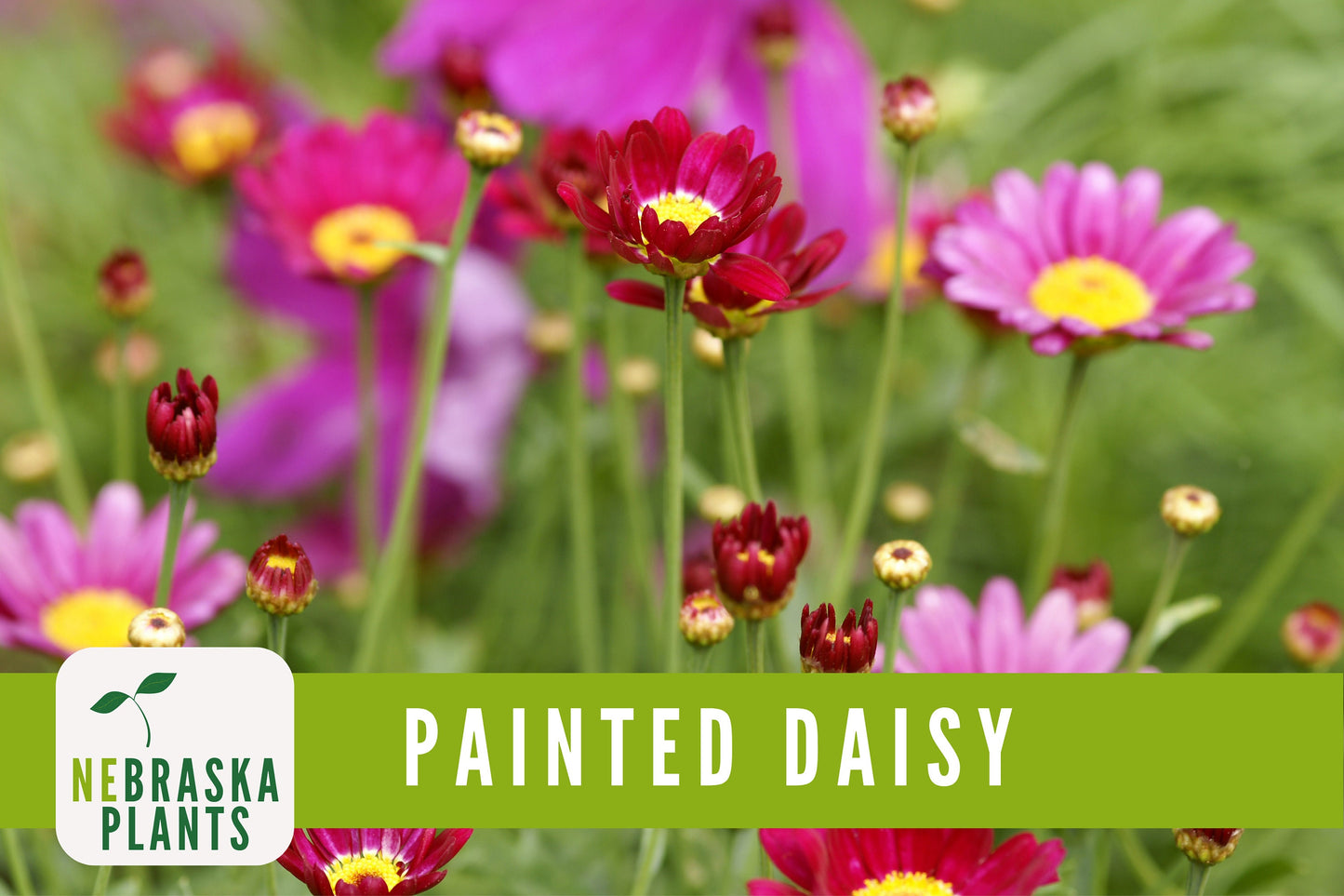 Painted Daisy Heirloom Flower Seeds - Nebraska Seeds