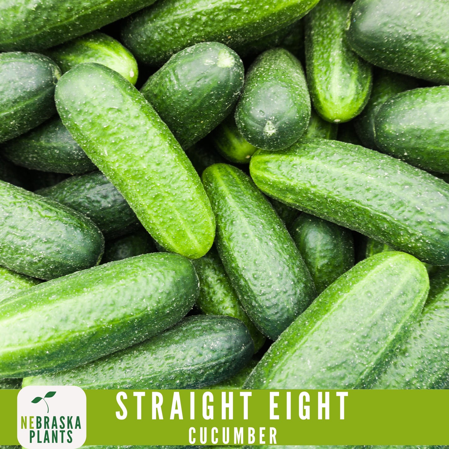 Straight Eight Cucumber Seeds - Crisp and Flavorful Heirloom Cucumbers for you Home Garden! - Nebraska Seeds