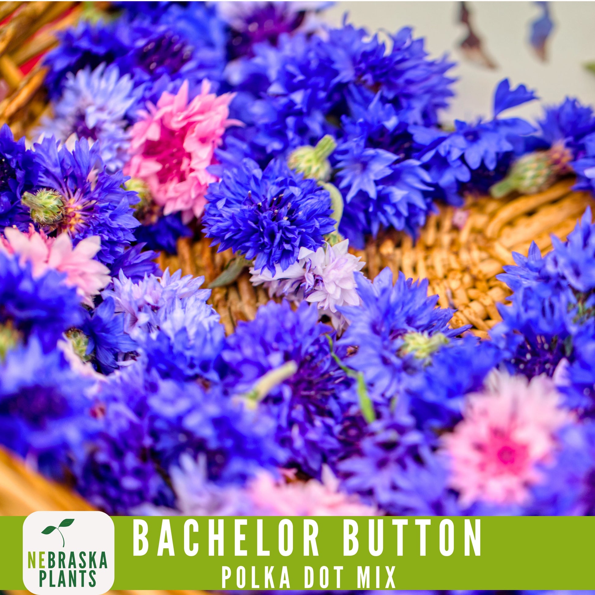 Polka Dot Bachelor Button Heirloom Seeds - Add a Burst of Color to Your Garden! - Nebraska Seeds