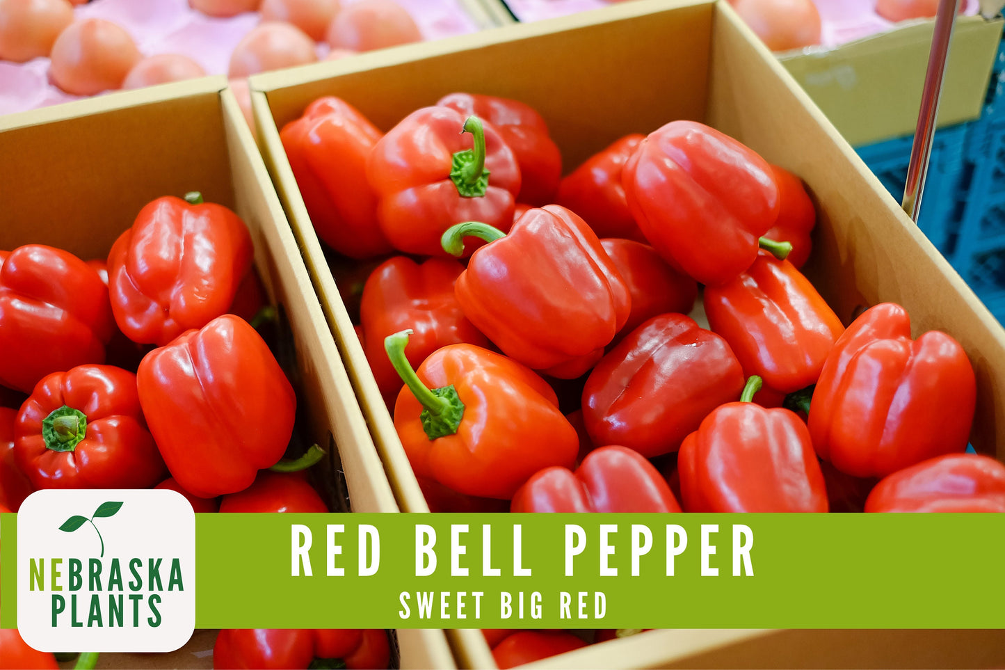 Red Bell Pepper Seeds - Sweet Big Red Bell Pepper Heirloom Seeds - Nebraska Seeds