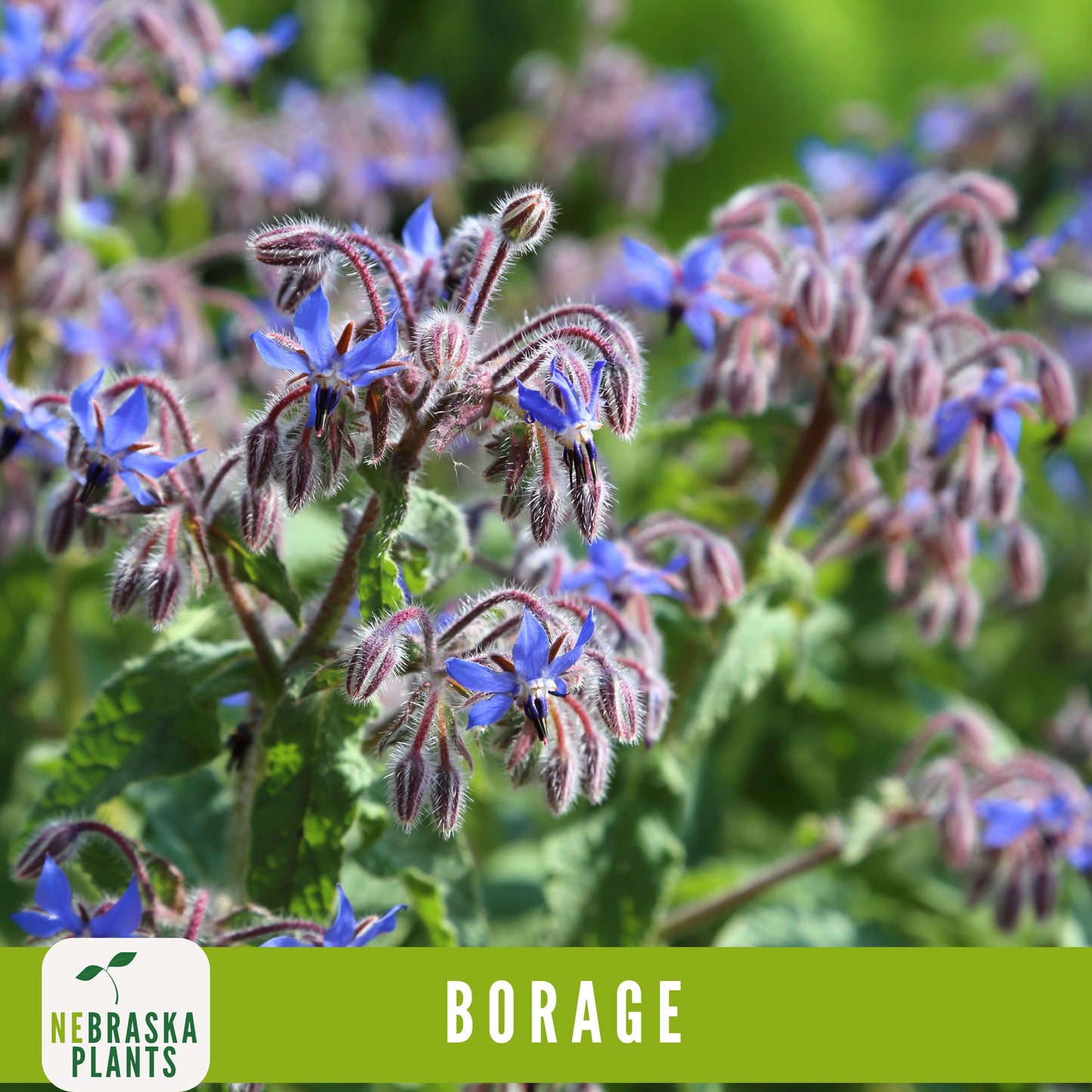 Borage Seeds - Nebraska Seeds