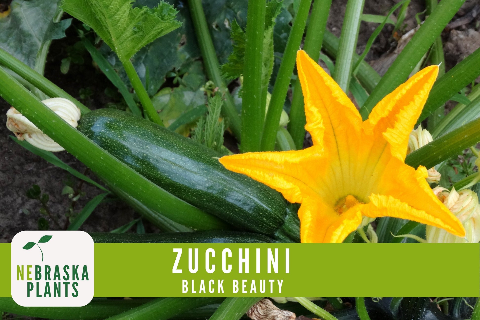 Zucchini Seeds - Black Beauty Heirloom Zucchini Squash Seeds - Nebraska Seeds