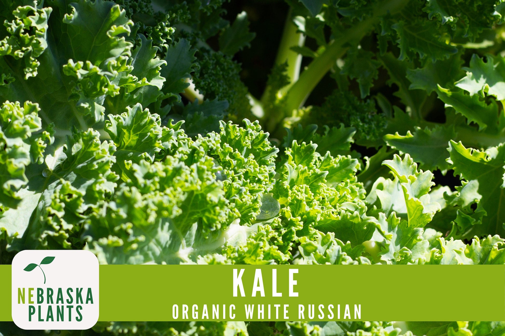 Organic White Russian Kale Seeds - Nebraska Seeds