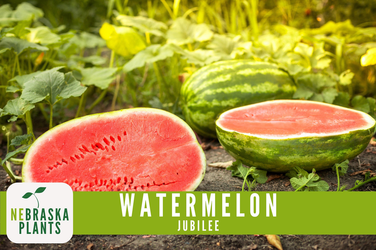 Watermelon Seeds - Jubilee Watermelon Heirloom Seeds - Nebraska Seeds