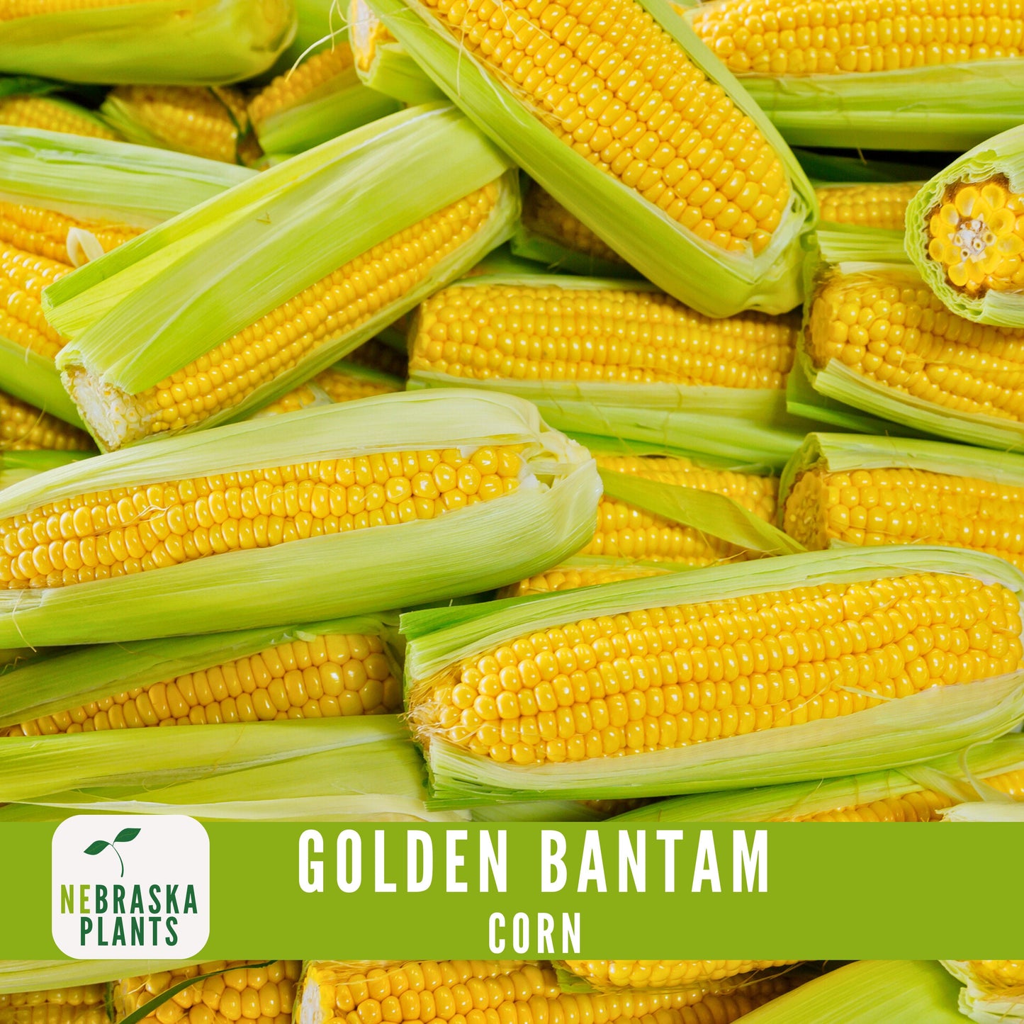 Golden Bantam Corn Seeds - Nebraska Seeds