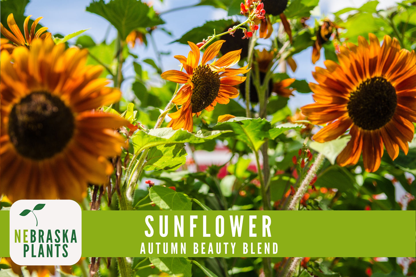 Sunflower Seeds - Autumn Beauty Blend Heirloom Sunflower Seeds - Nebraska Seeds