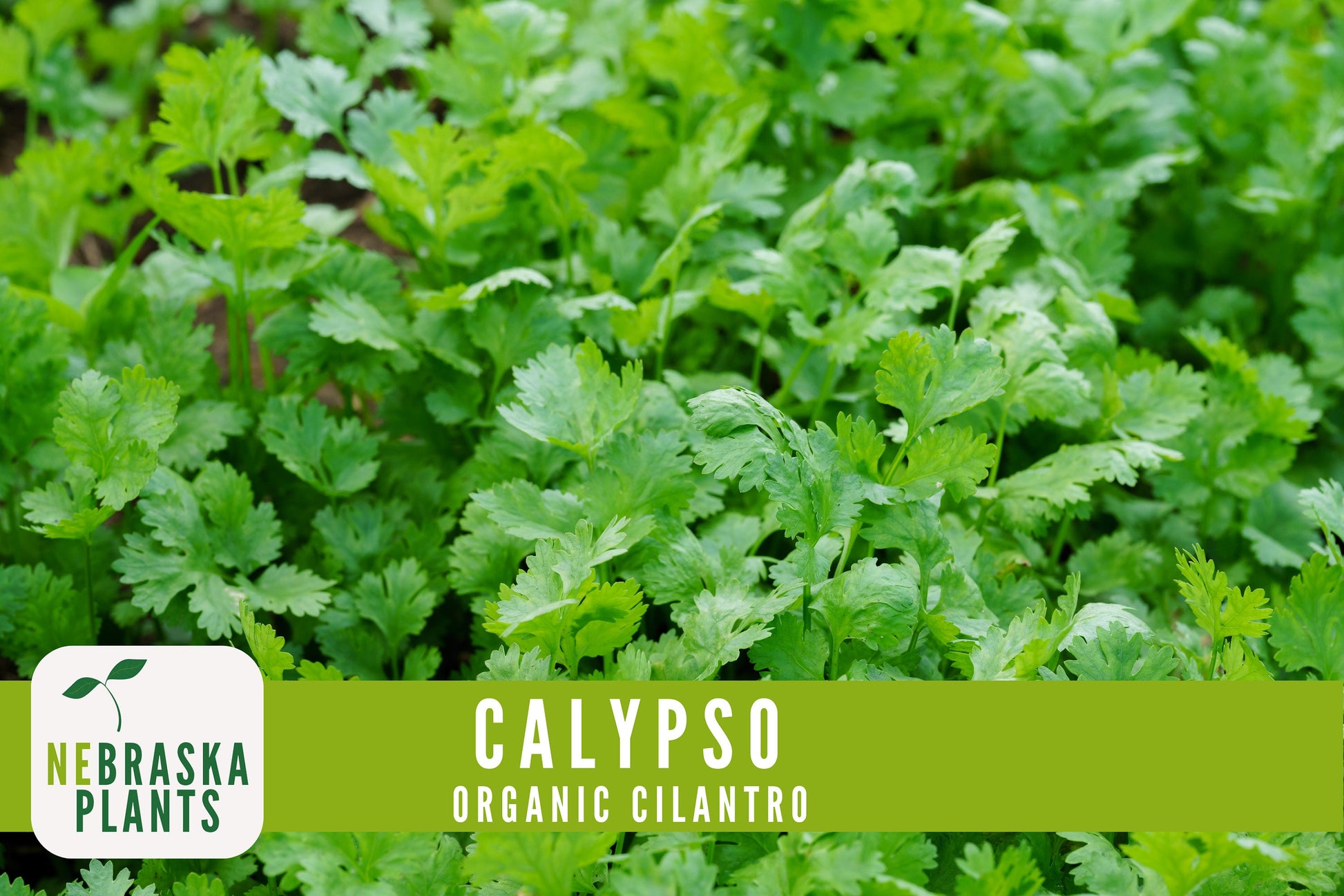 Organic Calypso Slow Bold Cilantro Seeds - Nebraska Seeds