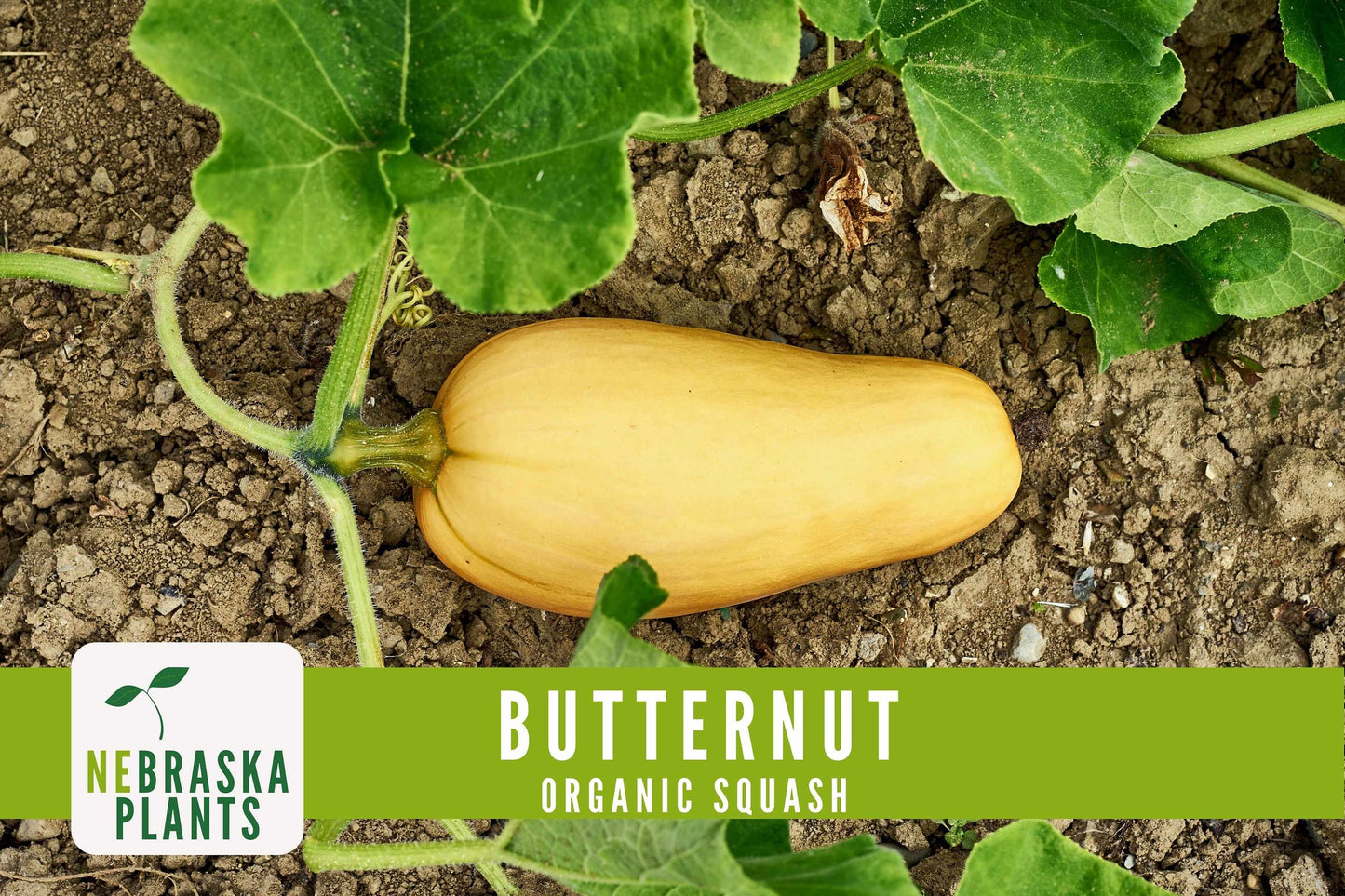 Organic Waltham Butternut Squash Seeds - Nebraska Seeds