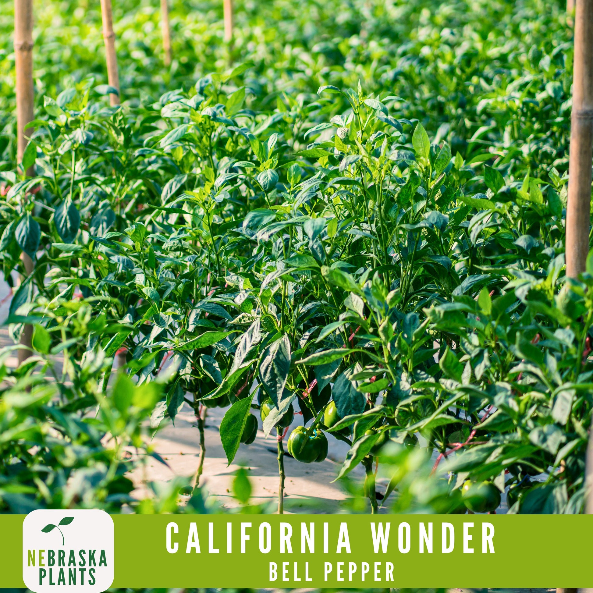 California Wonder Heirloom Bell Pepper Seeds - Nebraska Seeds