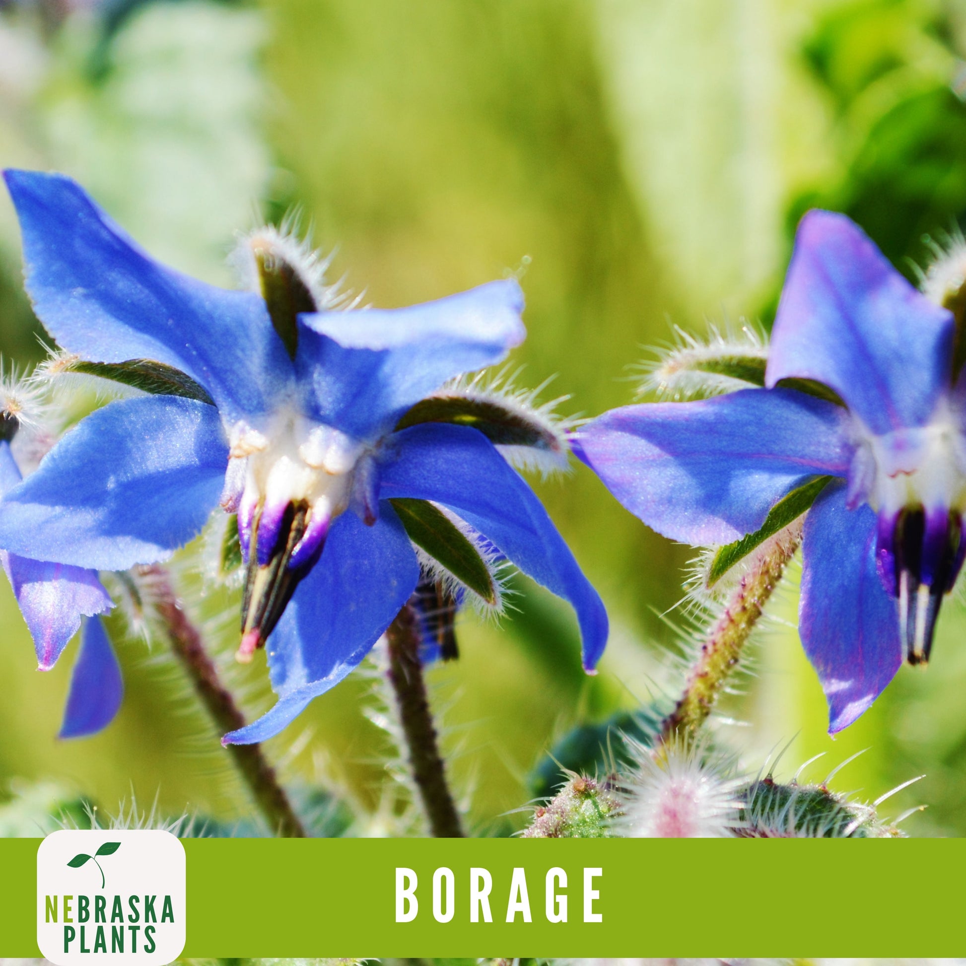 Borage Seeds - Nebraska Seeds