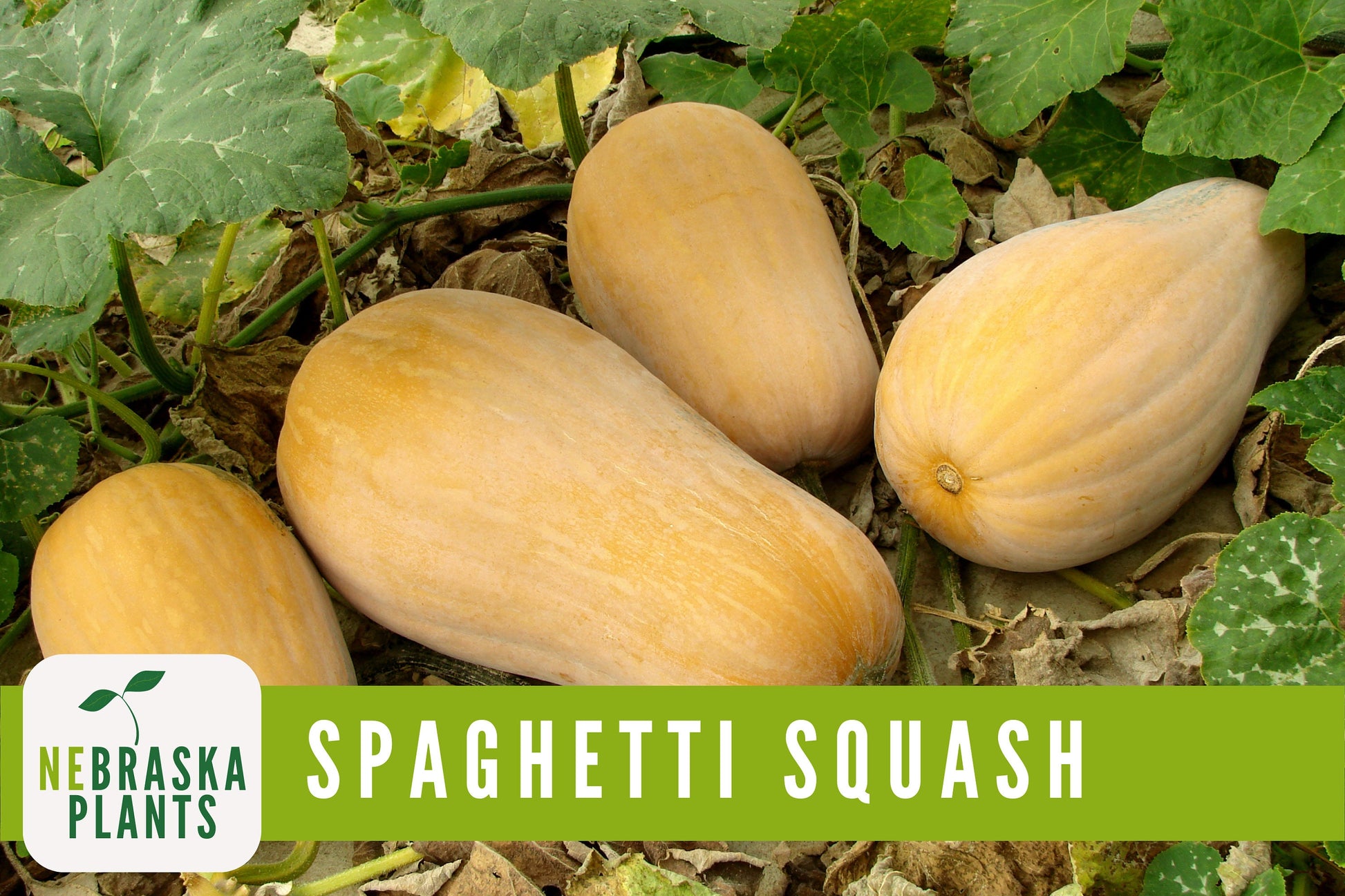 Spaghetti Squash Seeds - Winter Spaghetti Squash Heirloom Seeds - Nebraska Seeds