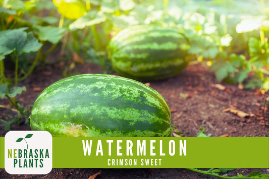 Watermelon Seeds - Crimson Sweet Heirloom Watermelon Seeds - Nebraska Seeds