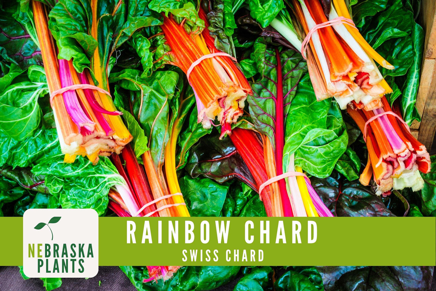 Swiss Chard Seeds - Rainbow Swiss Chard Heirloom Seeds - Nebraska Seeds