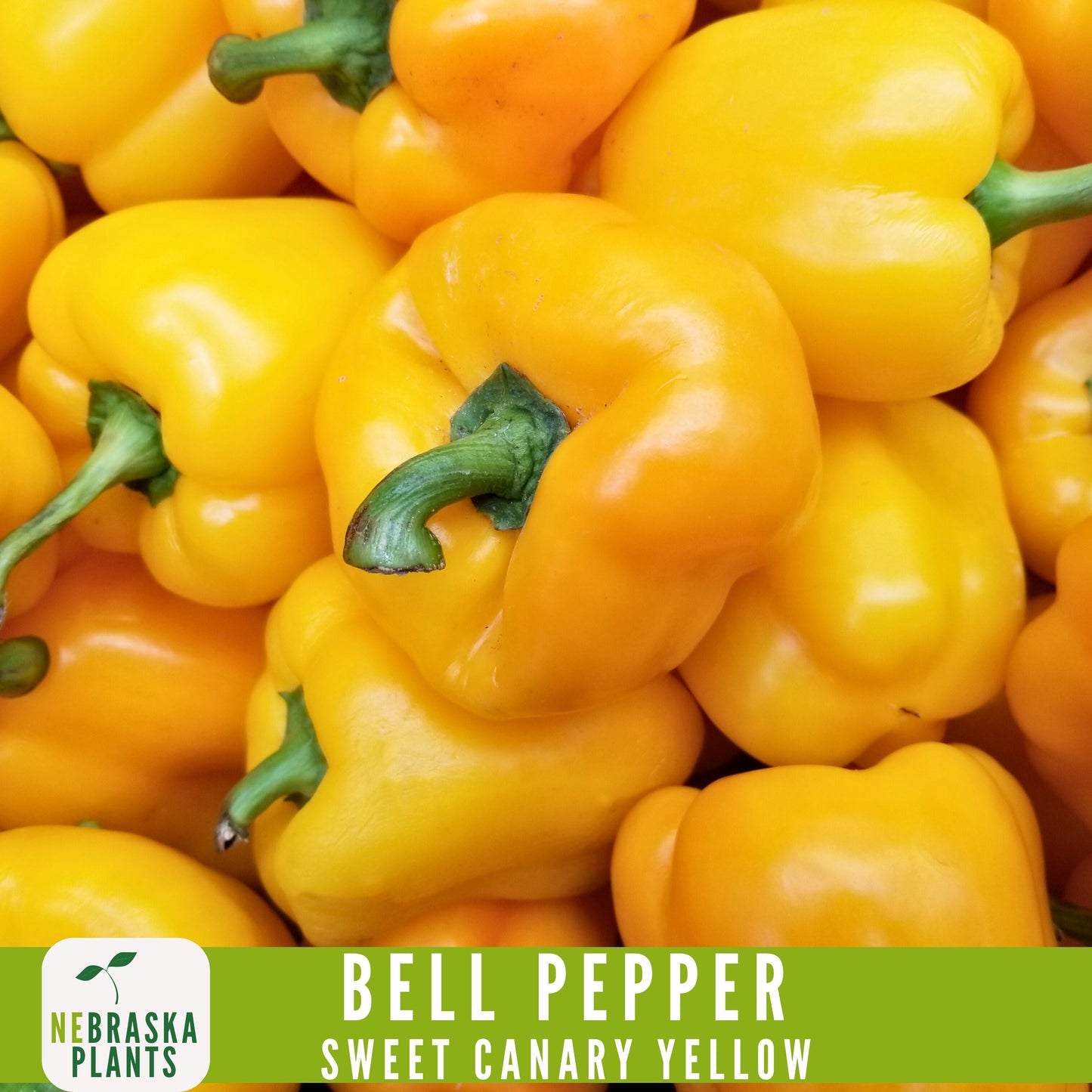 Sweet Canary Yellow Bell Pepper Seeds - Grow Your Own Delicious Heirloom Peppers - Nebraska Seeds