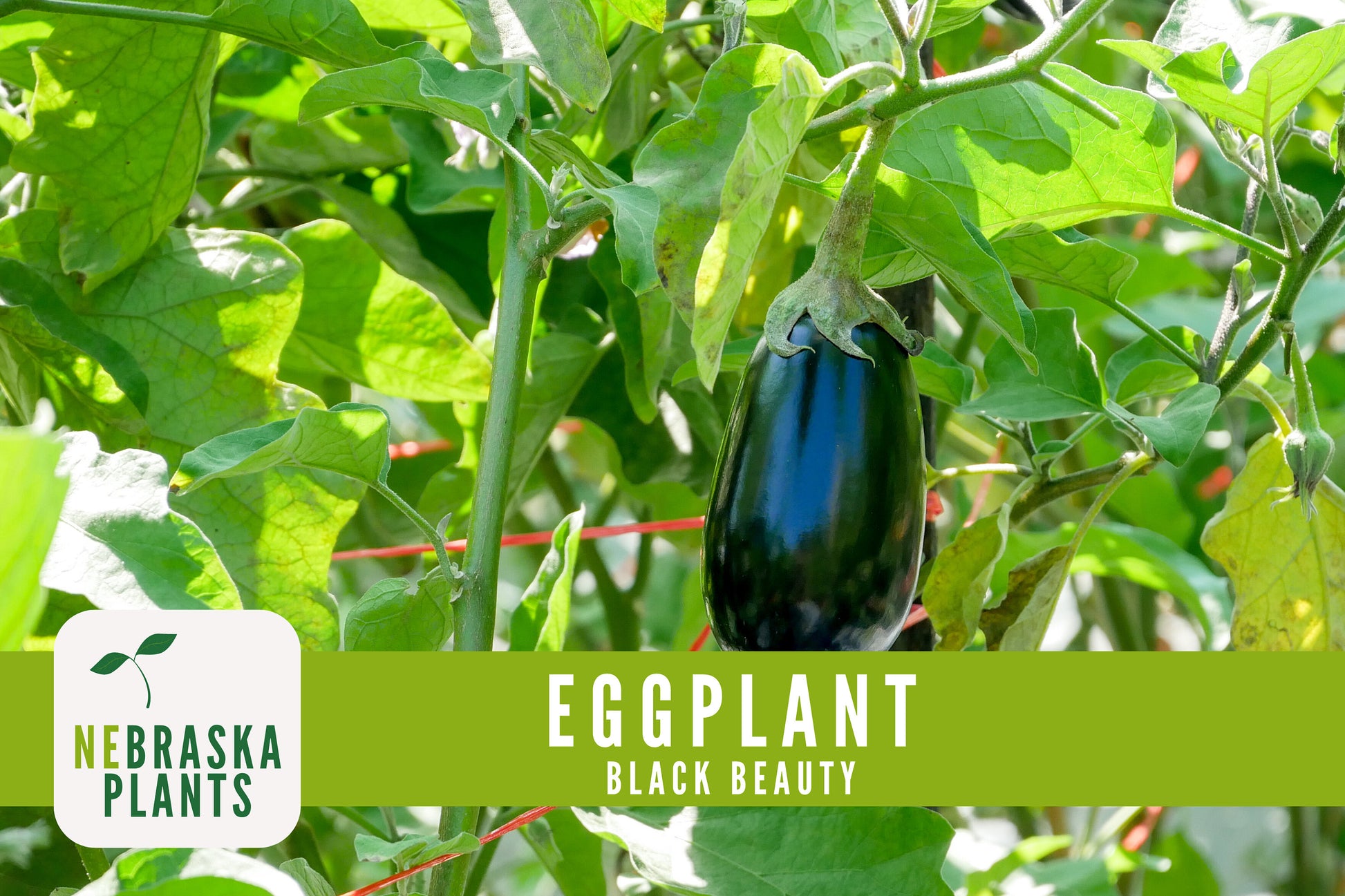 Black Beauty Eggplant Seeds - Nebraska Seeds