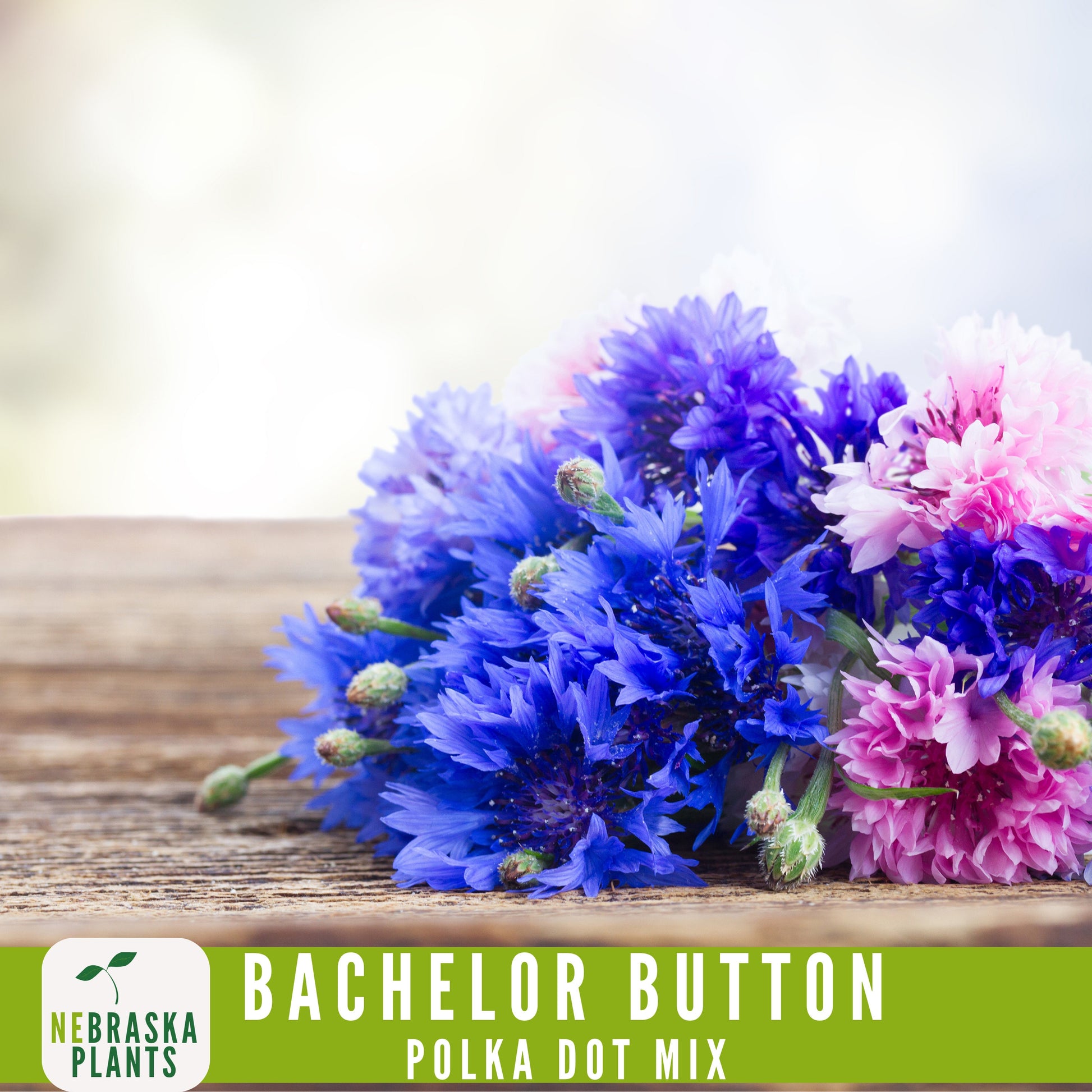 Polka Dot Bachelor Button Heirloom Seeds - Add a Burst of Color to Your Garden! - Nebraska Seeds