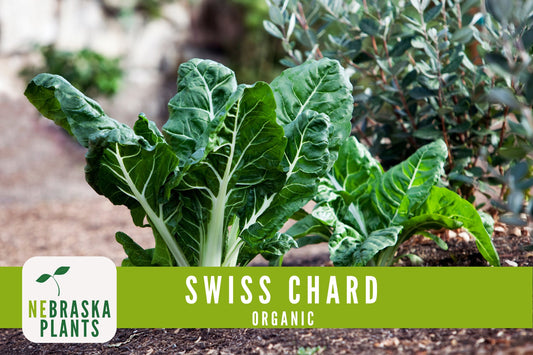 Organic Fordhook Swiss Chard Seeds - Nebraska Seeds