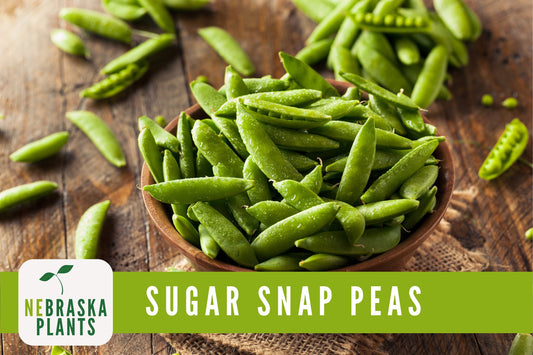 Sugar Snap Pea Seeds - 50+ Heirloom Pea Seeds - Nebraska Seeds