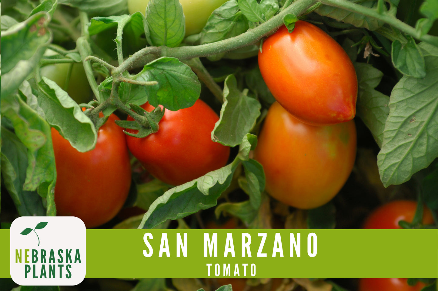San Marzano Tomato Seeds - Delicious Italian Heirloom Tomatoes Great for Sauce or Enjoying Fresh! - Nebraska Seeds