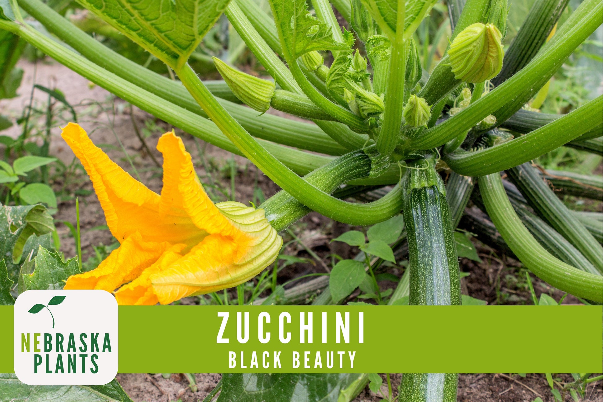 Zucchini Seeds - Black Beauty Heirloom Zucchini Squash Seeds - Nebraska Seeds