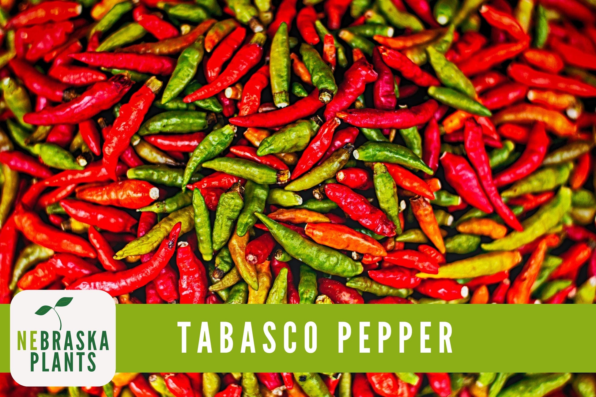 Tabasco Pepper Seeds - Hot Tabasco Chile Pepper Heirloom Garden Seeds - Nebraska Seeds