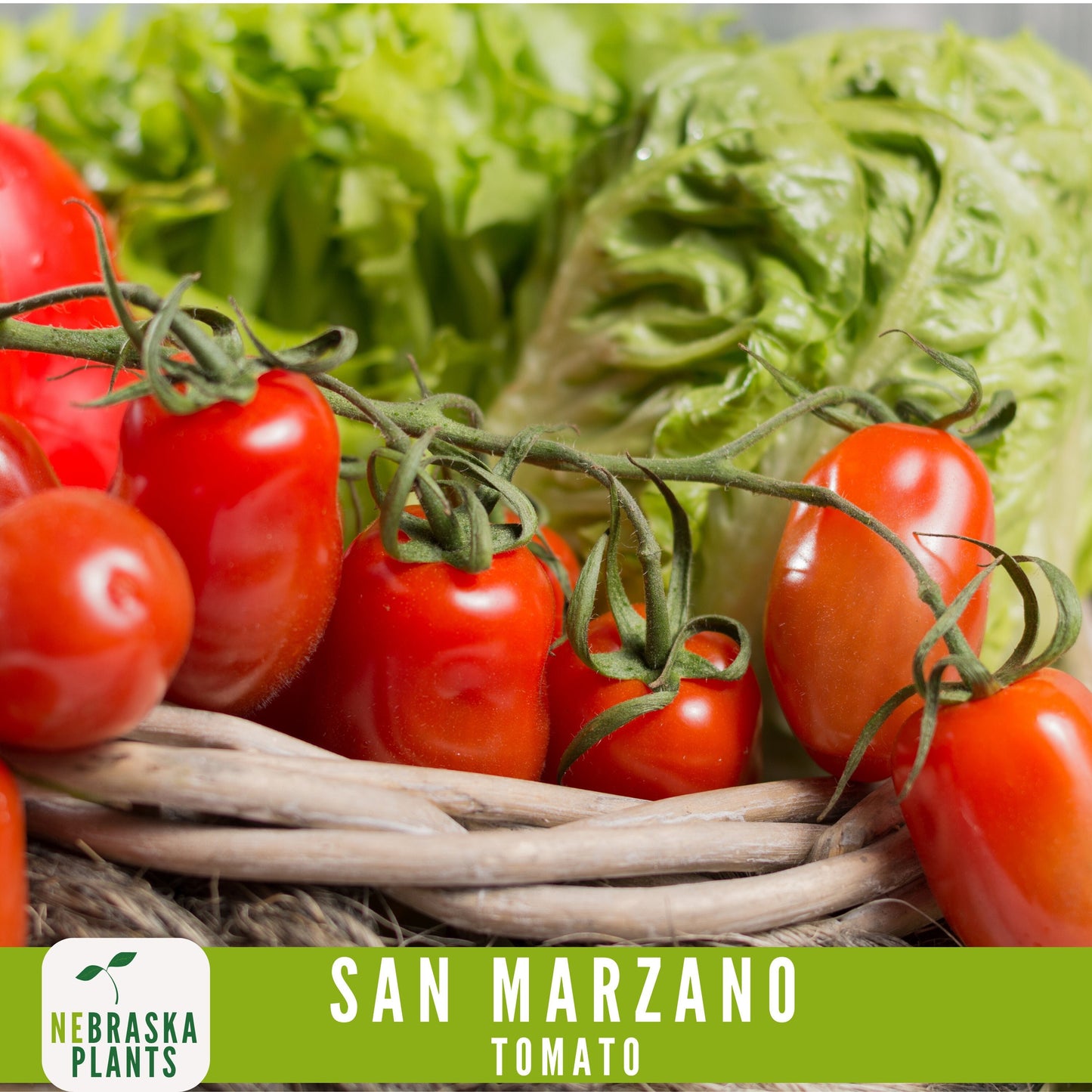 San Marzano Tomato Seeds - Delicious Italian Heirloom Tomatoes Great for Sauce or Enjoying Fresh! - Nebraska Seeds