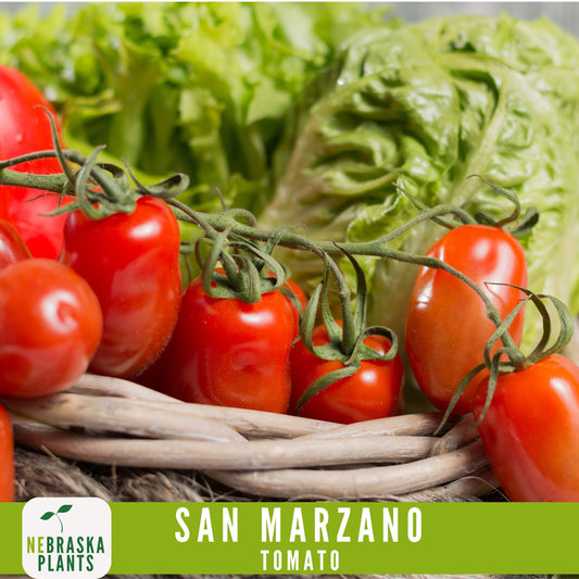 San Marzano Tomato Seeds - Delicious Italian Heirloom Tomatoes Great for Sauce or Enjoying Fresh! - Nebraska Seeds