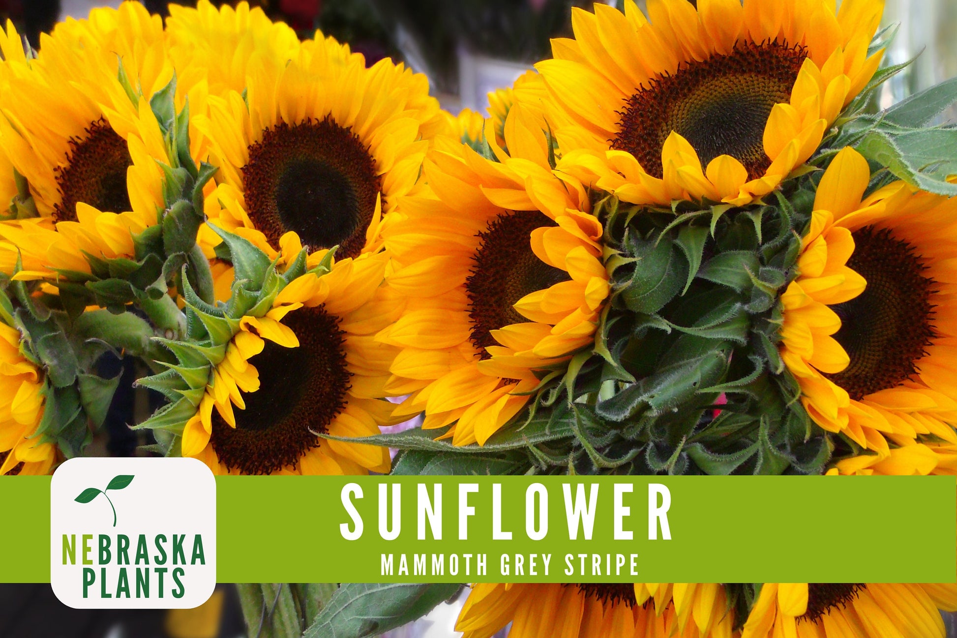 Sunflower Seeds - Mammoth Grey Striped Heirloom Sunflower Seeds - Nebraska Seeds