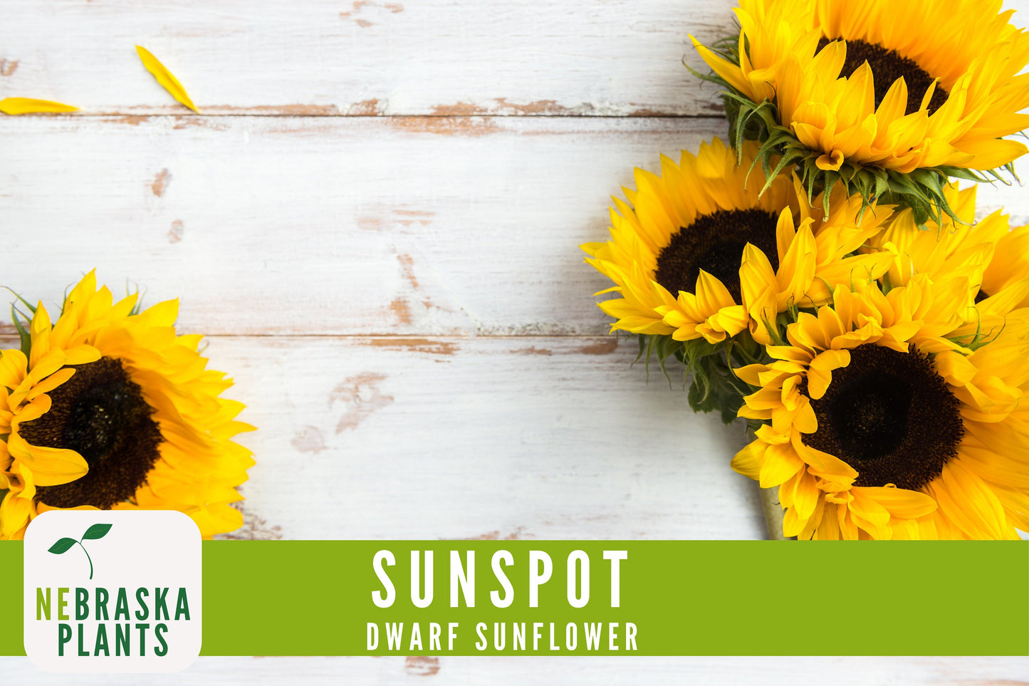 Sunflower Seeds - Sunspot Dwarf Heirloom Sunflower Garden Seeds - Nebraska Seeds