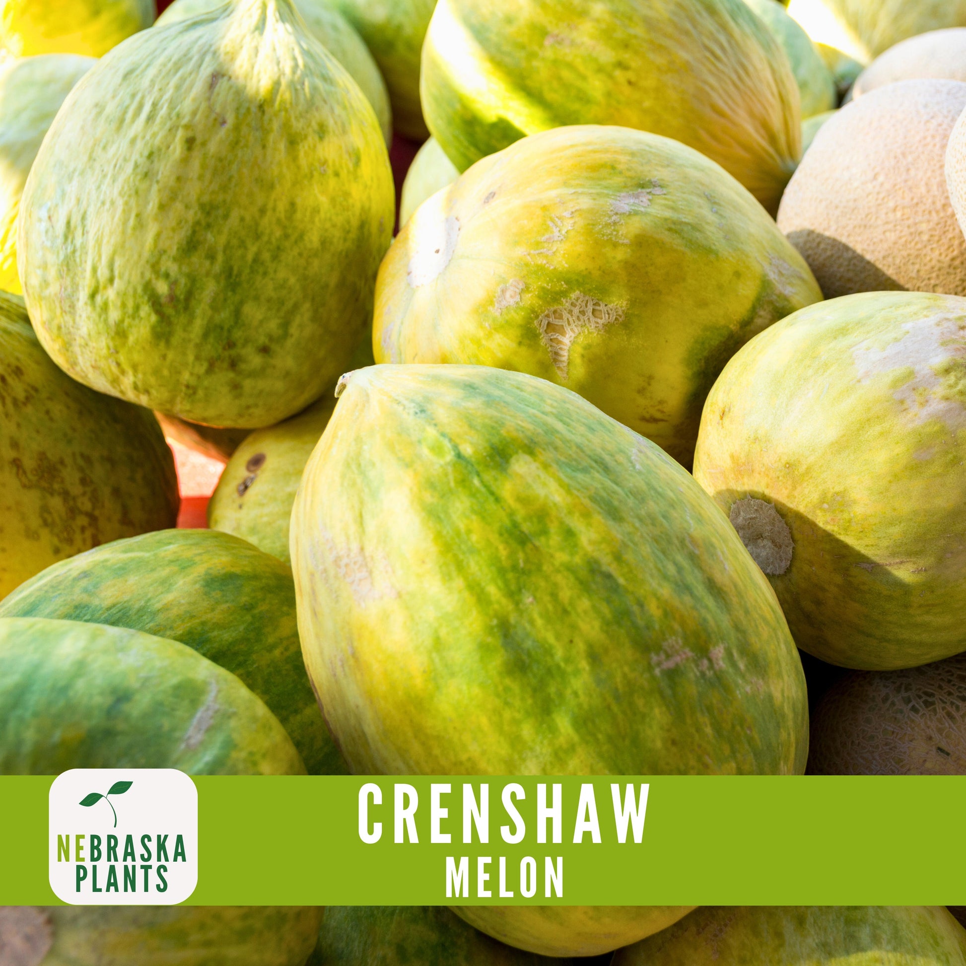 Crenshaw Melon Seeds - Nebraska Seeds