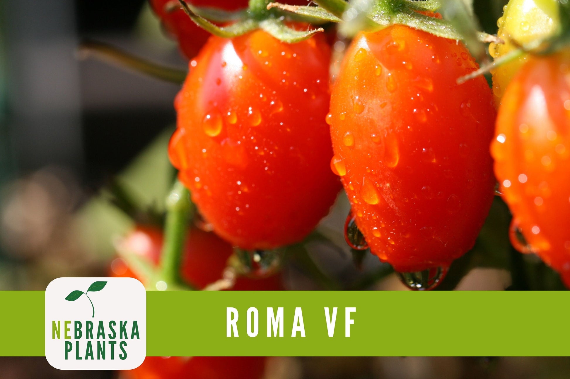 Roma VF Tomato Seeds - Disease-Resistant, High-Yield Heirloom Variety - Nebraska Seeds