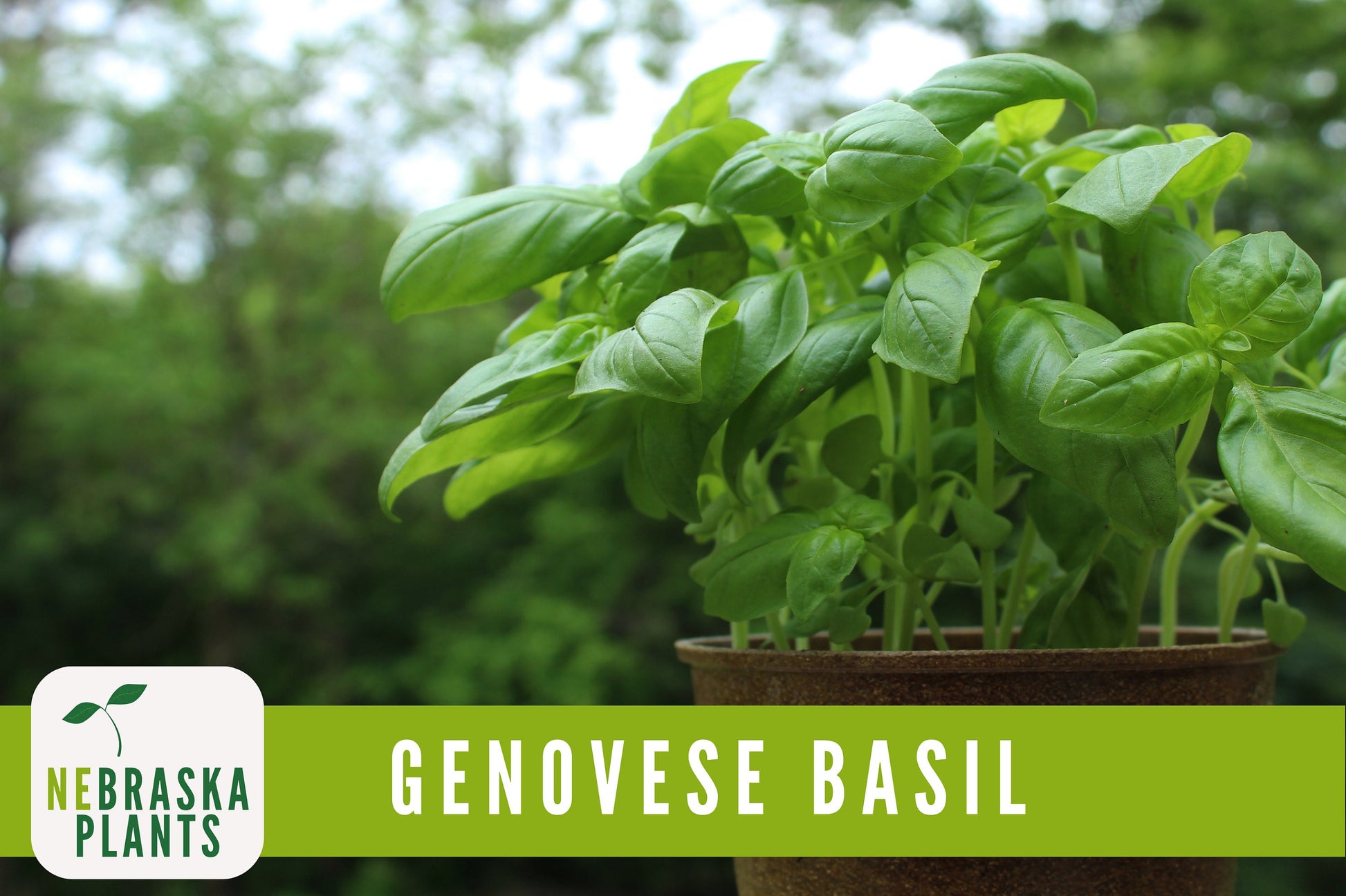 Genovese Basil Heirloom Seeds - Nebraska Seeds