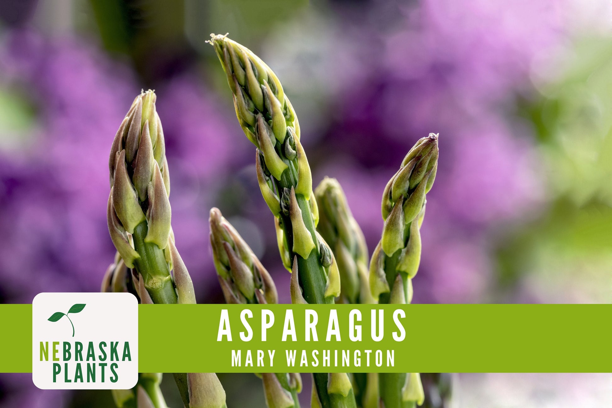 Mary Washington Asparagus Seeds - Nebraska Seeds