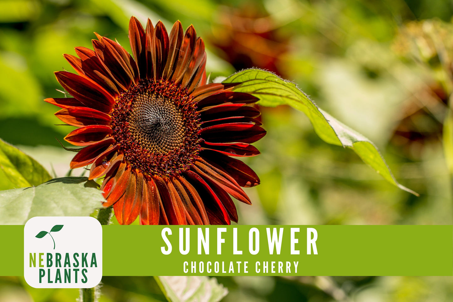 Chocolate Cherry Sunflower Seeds - Nebraska Seeds
