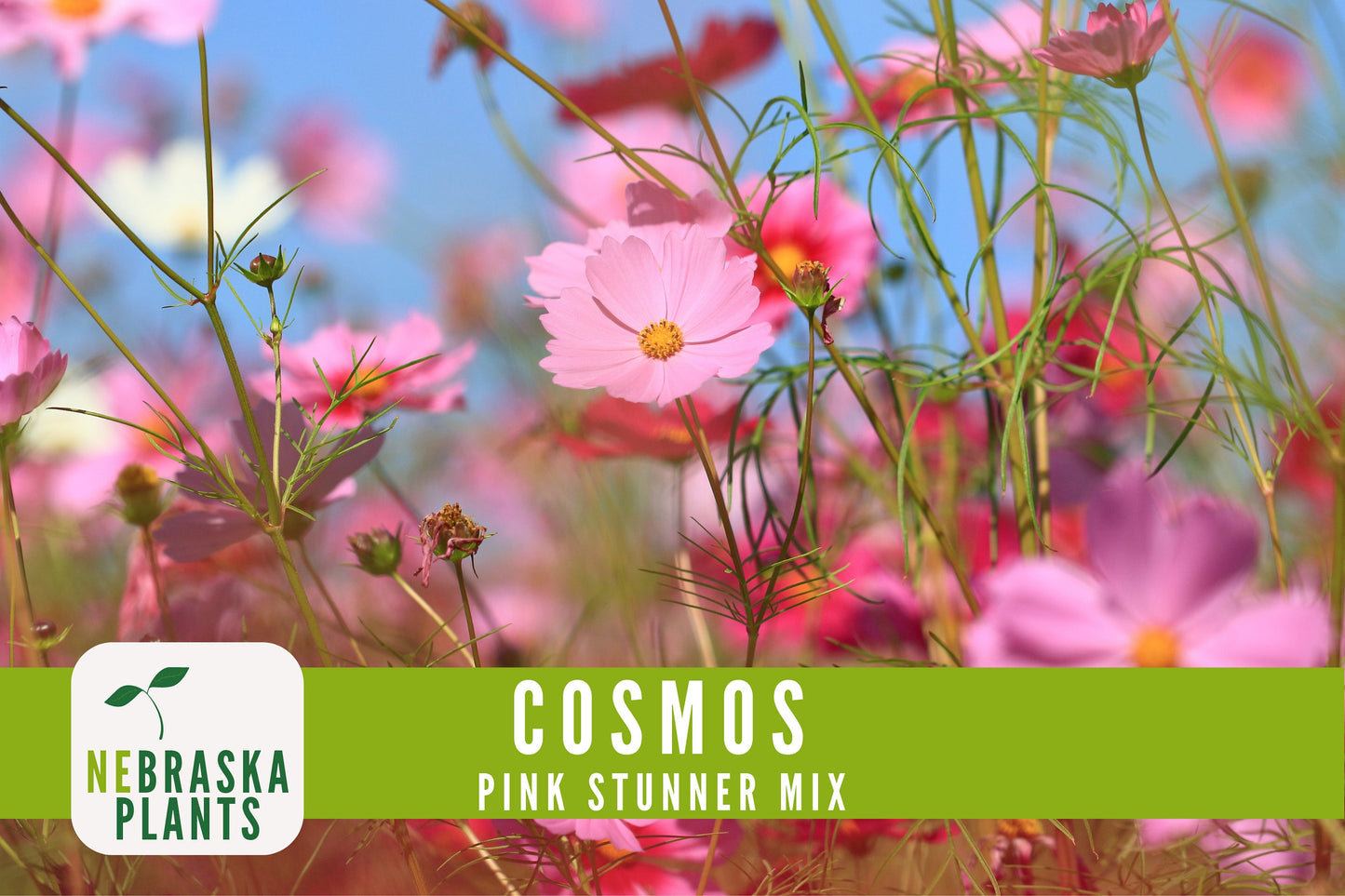 Pink Stunner Cosmos Flower Seeds - Nebraska Seeds