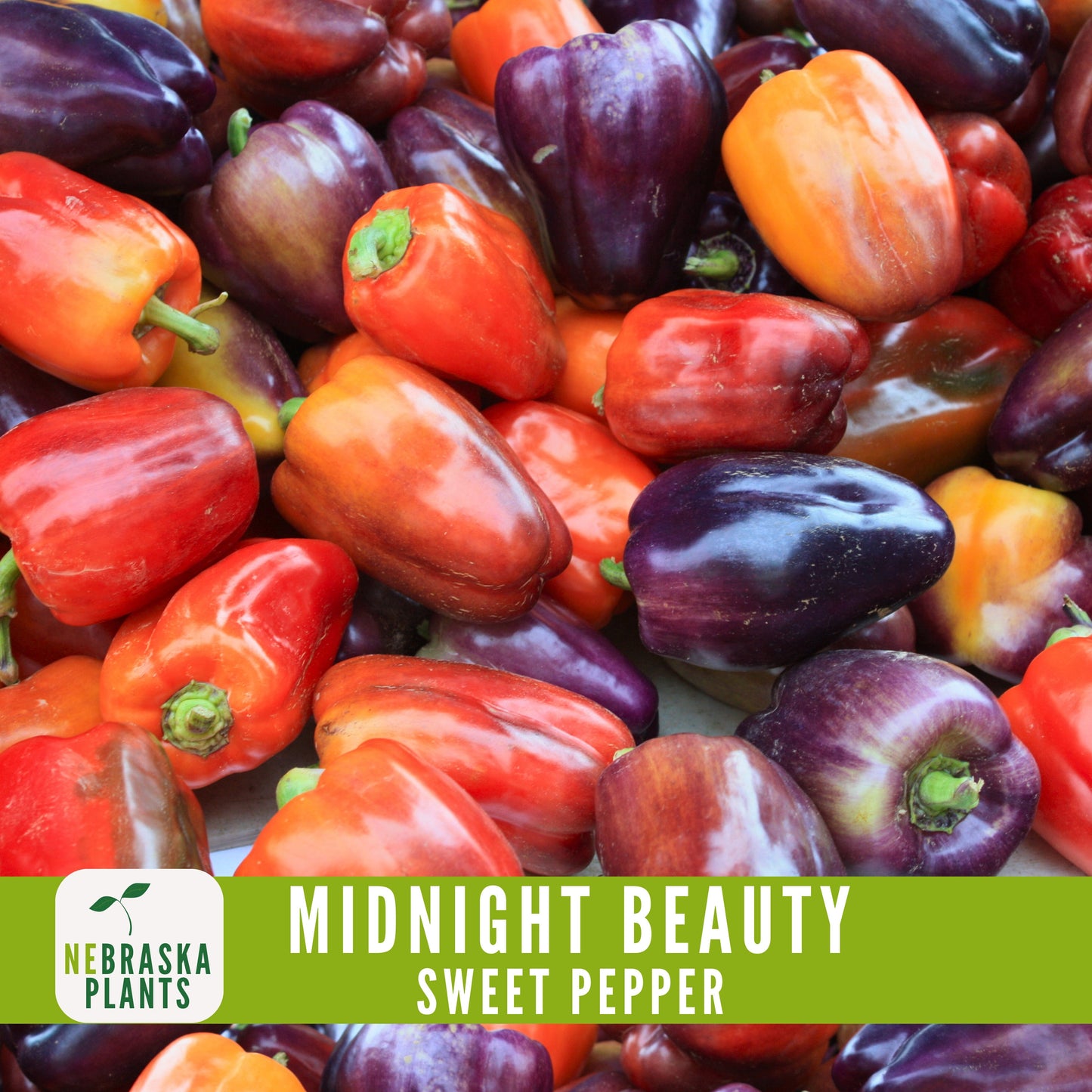 Midnight Beauty Bell Pepper - Nebraska Seeds