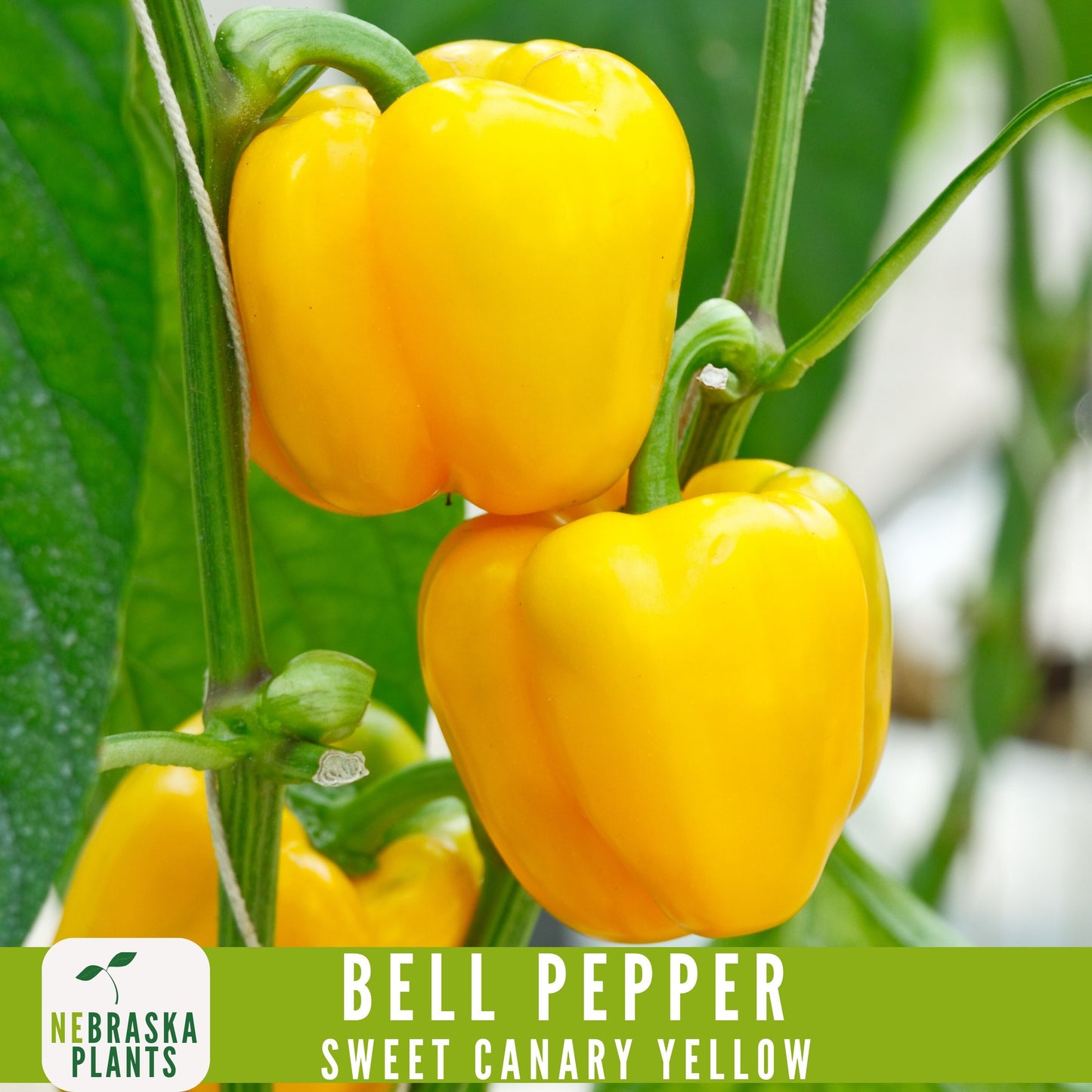 Sweet Canary Yellow Bell Pepper Seeds - Grow Your Own Delicious Heirloom Peppers - Nebraska Seeds